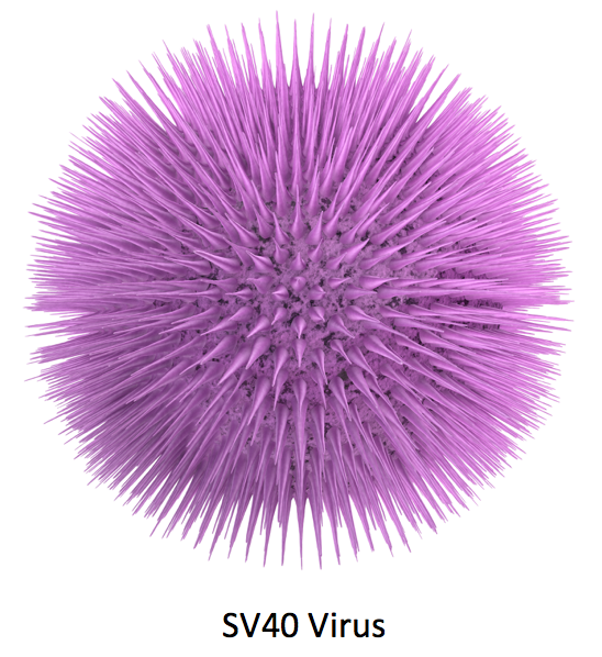 SV40 Virus